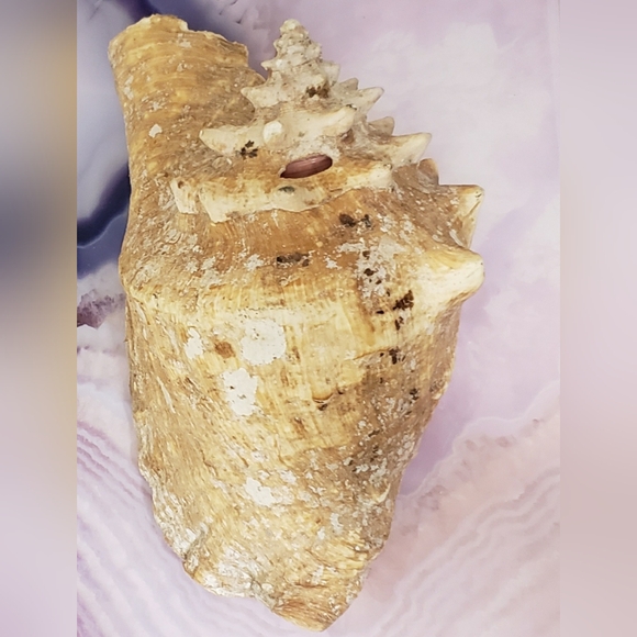 Queen Conch Shell - Picture 4 of 6